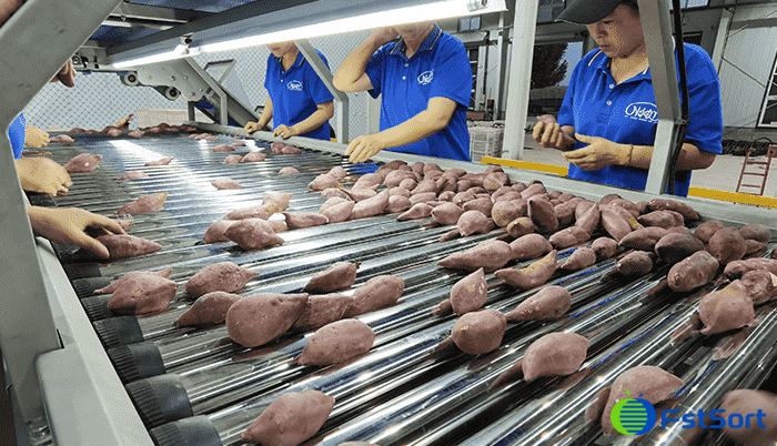 images/1773043179005sweet potato sorting.png